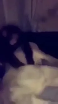 Обезьяна пристаёт к коту