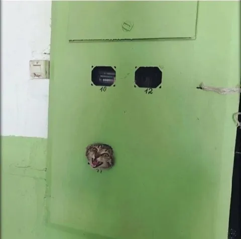 Кот выглядывает из двери