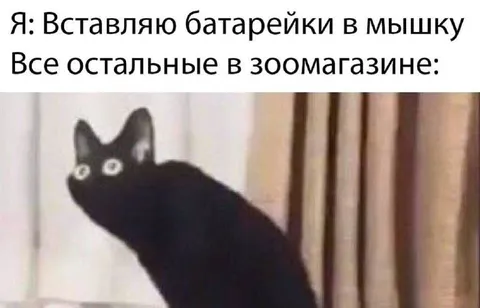 Кот в зоомагазине