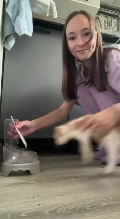 I Always Come Back Cat Sound