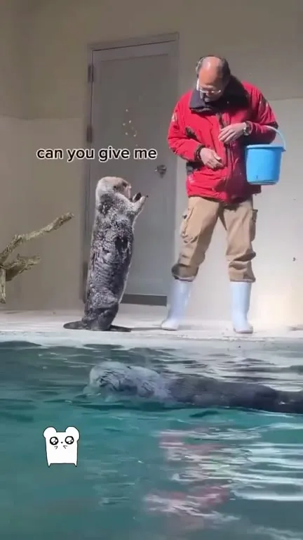 Seal Demands One Fish