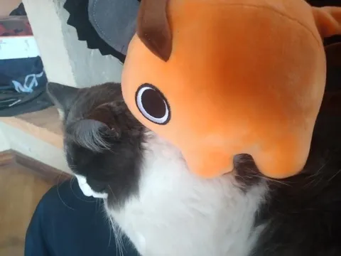 Кот и оранжевая игрушка