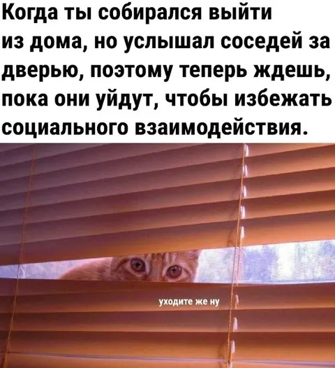 Кот избегает соседей