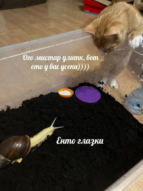 Мистар улитк и глазки