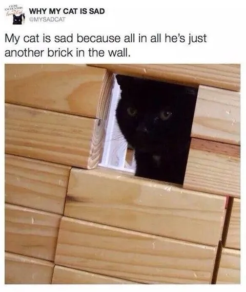 Cat Is Another Brick in the Wall