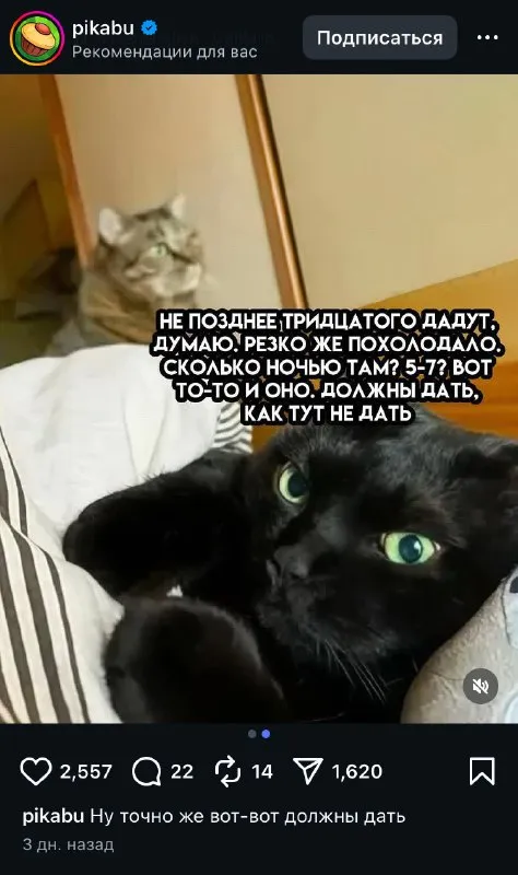 Кошки ждут отопление