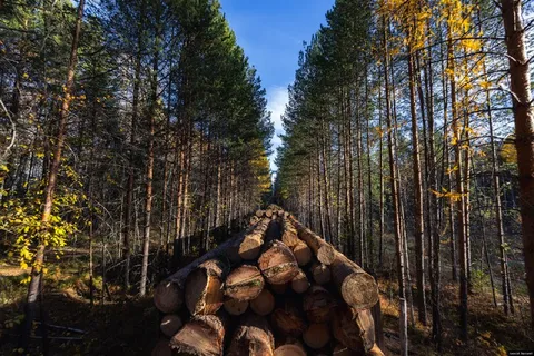 Дорога из брёвен в глубинке