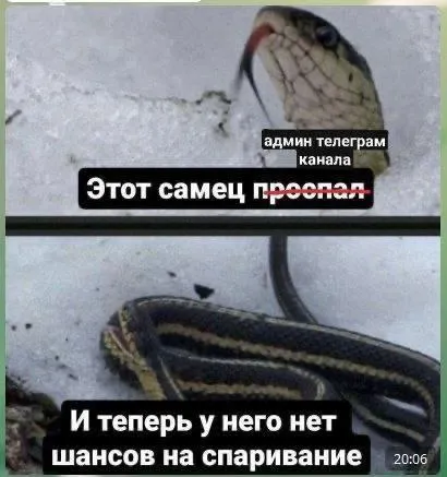 Самец пропал и остался без шансов