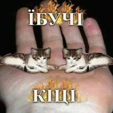 БЬУЧИ КППИ котики