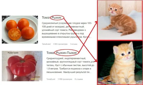 Рыжик вместо помидоров