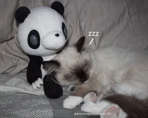 Panda Cuddles Sleeping Kitten