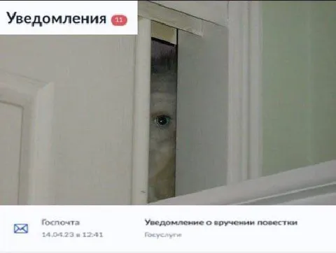 Кот увидел повестку