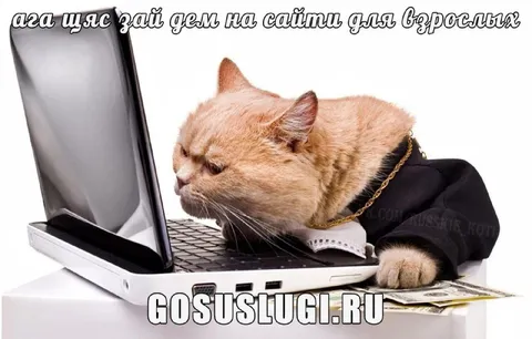 Кот заходит на сайты для взрослых