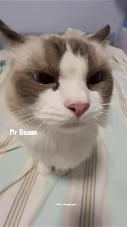 Cats Making Explosive Sounds