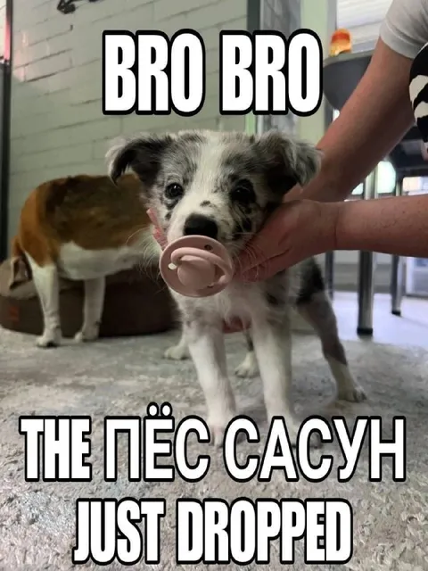 Bro Bro пёс-сасун