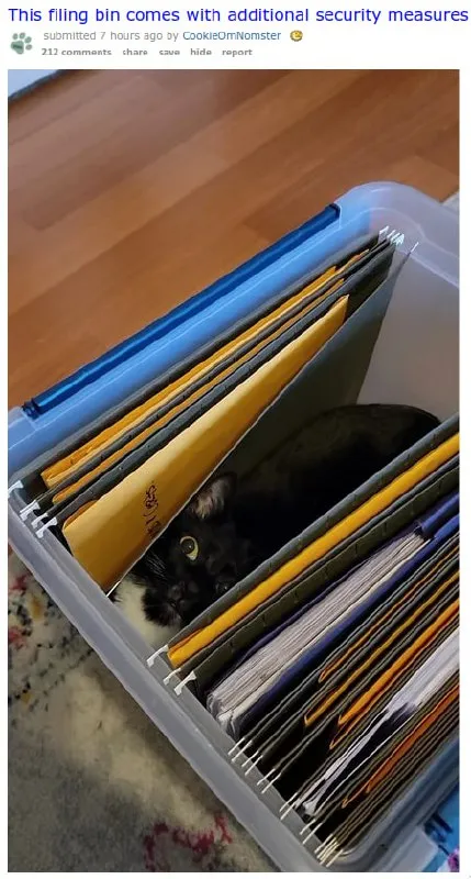Filing Bin Security Cat