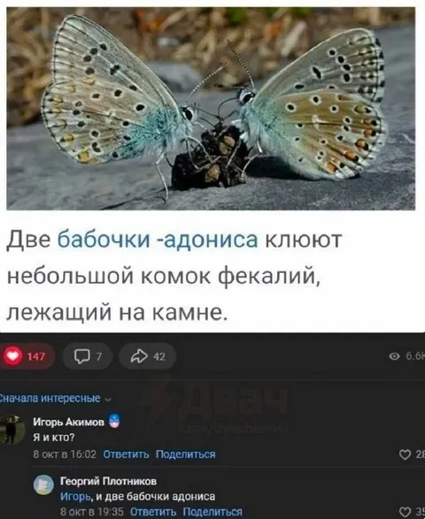 Бабочки клюют комок фекалий