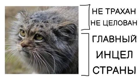 Главный инцел страны