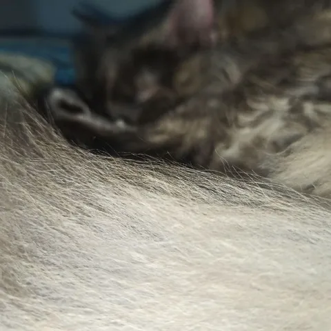 Кот за шерстяной преградой