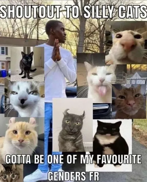 Shoutout to Silly Cats