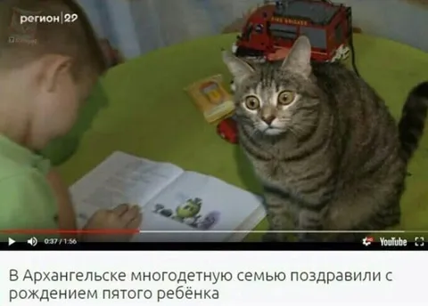 Кот узнал о пятом ребёнке