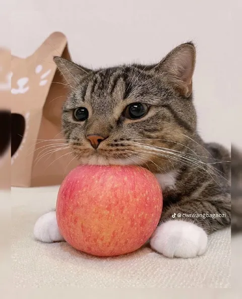 Кот держит яблоко