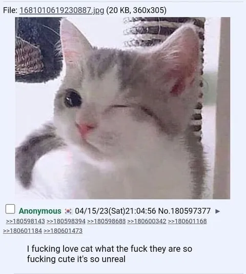 I Fucking Love Cats