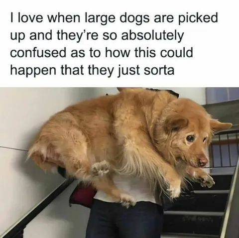 Confused Large Dog Gets Carried