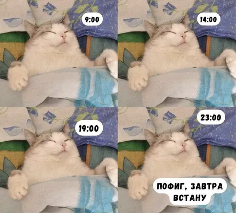 Кот откладывает подъём до завтра