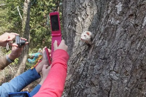 Хорёк в дупле под прицелом камер