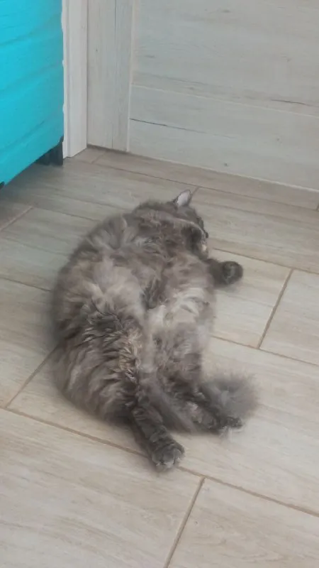 Кот расслабился на полу
