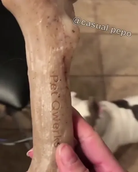 Dog Gets a Bone and Loses It