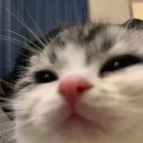 Крупный план грустного кота