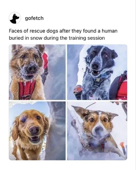 Rescue Dogs Find a Human