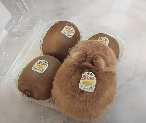 Kiwi Fruit With Fur