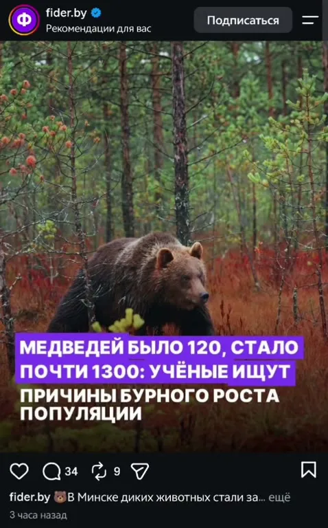 Учёные нашли причину роста медведей