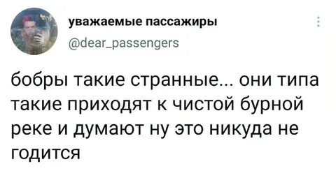 Бобры у чистой реки