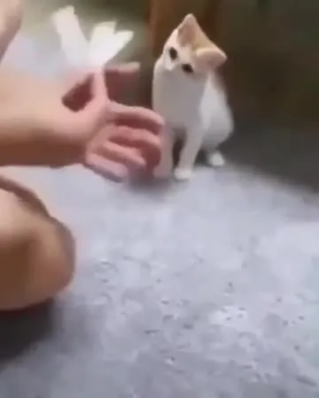 Кот испугался фокуса