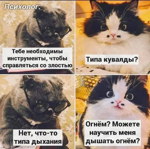 Психолог и кот про злость
