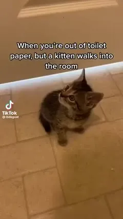 Out of Toilet Paper, Kitten Appears