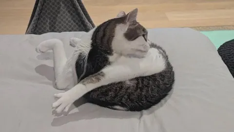 Кот в странной позе