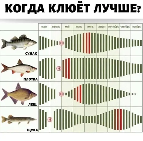 Когда клюёт лучше?