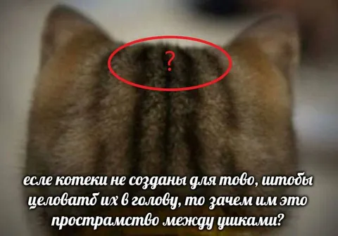 Зачем кошкам пространство между ушами
