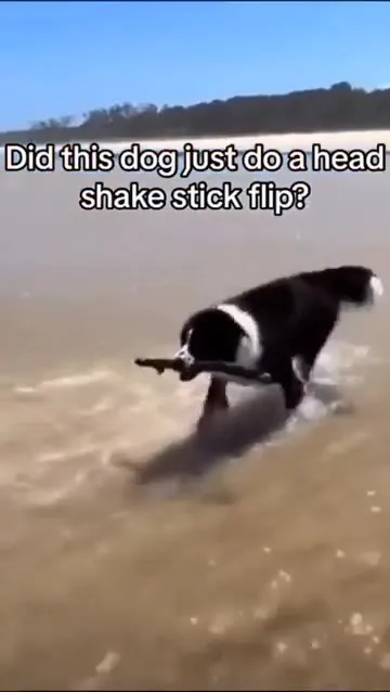 Dog Does a Stick Flip