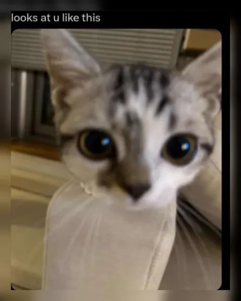 Cat Looks at You Like This