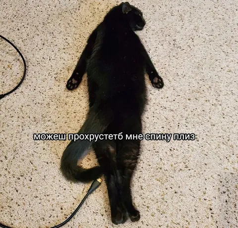 Кот просит похрустеть спину