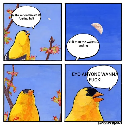 Bird Sees the Broken Moon
