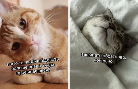 Кот любит засыпать обратно
