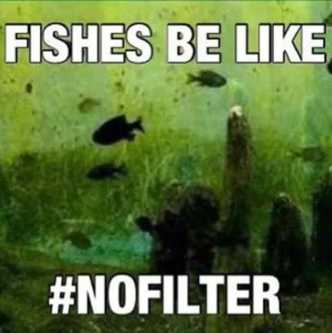 Fish Be Like No Filter