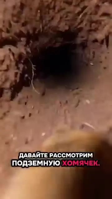 Экскурсия по подземной хомячьей структуре